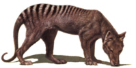Beutelwolf