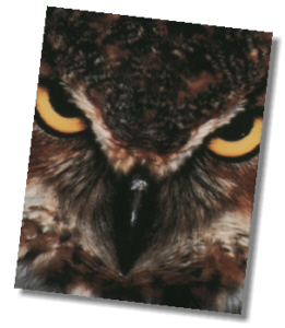 Booger-Owl