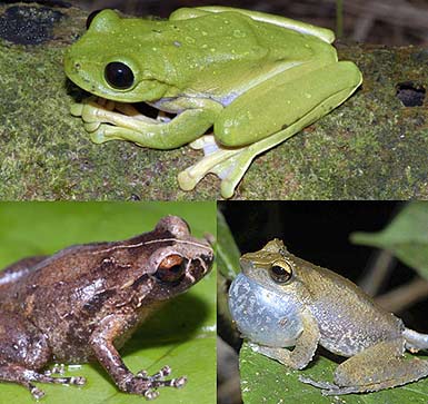 Im Uhrzeigersinn, oben beginnend: Nyctimystes, Litoria und Oreophryne Im Uhrzeigersinn, oben beginnend: Nyctimystes, Litoria und Oreophryne