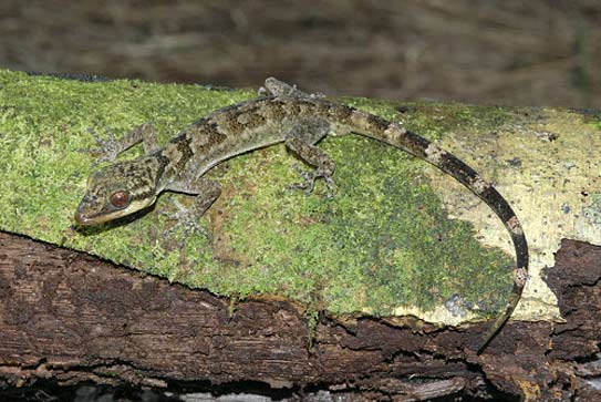 Cyrtodactylus-Art Cyrtodactylus-Art