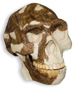 Peking-Mensch 200.000 Jahre älter als vermutet