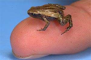 Noblella pygmaea: Kleinster Andenfrosch