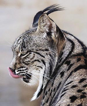 Katzenvirus dezimiert Iberischen Luchs