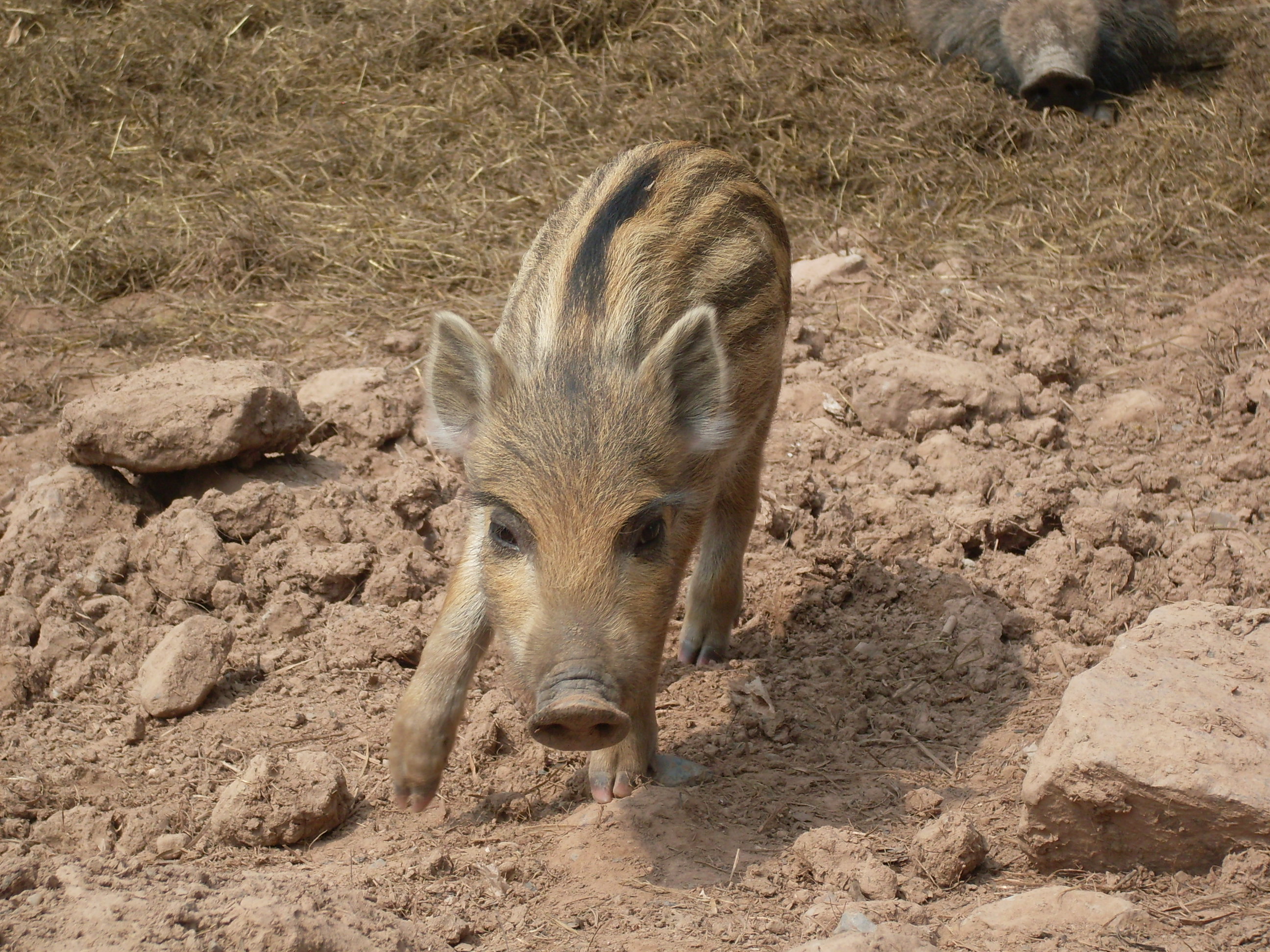 Foto: Wildschwein-Frischling