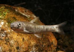 Neuer Süßwasserfisch im Oman entdeckt
