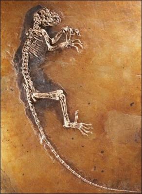 TV-Tipp: Darwinius masillae im ZDF