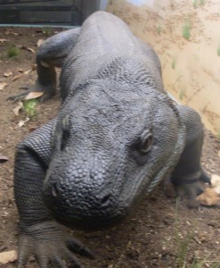 Komodowaran  (Foto: Michael Schneider)
