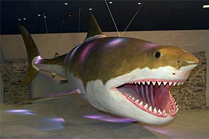 Ein Megalodon in Oberösterreich