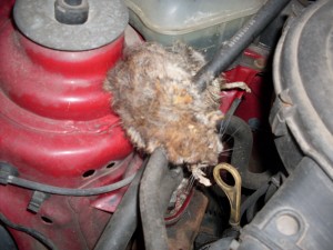Tier im Motor