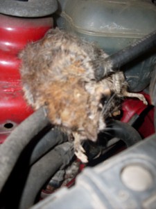Ratte im Motor Ratte im Motor