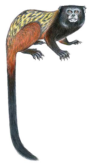 Saguinus Fuscicollis Mura  (Illustration: WCS / Stephen Nash/ REUTERS)