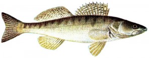 Lago Maggiore: Zander versetzt Badegäste in Panik