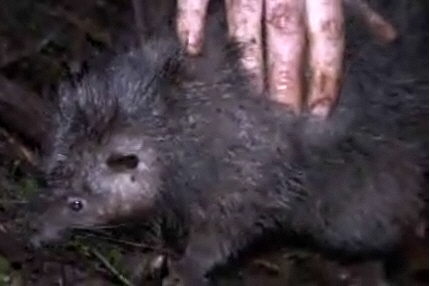 82 cm Riesenratte  (Videostandbild BBC)