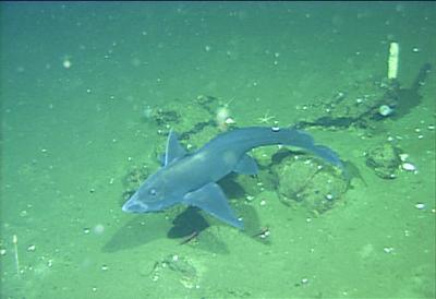 Neuentdeckungen in der Tiefsee