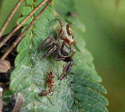 Bagheera kiplingi – Eine vegetarische Spinne