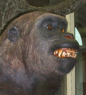 Lesertreffen im Naturkundemuseum Senckenberg