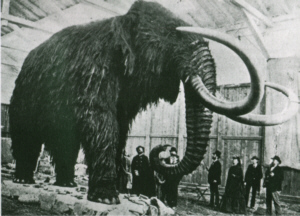 Neue Studie zum Mammut-Sterben