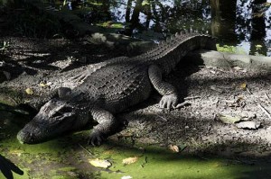 Neue Population von Siam-Krokodilen gefunden