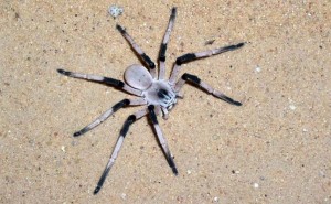 Neue Riesenspinne in Israel entdeckt