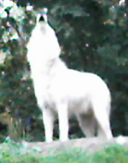 Wolfsheulen für Haiti