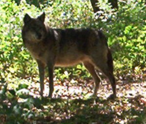 Neuer Wolf in Bayern