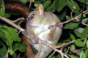 Unbekannter Riesenmausmaki auf Madagaskar entdeckt