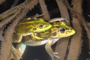 Australischer Laubfrosch nach 30 Jahren wiederentdeckt