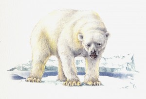 Der Ursprung der Eisbären