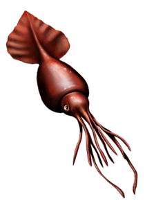Mesonychoteuthis nur ein langsamer Beutegreifer?