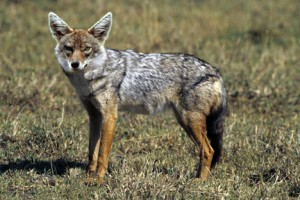 Neue Raubkatzensichtung in Mecklenburg-Vorpommern