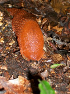 Rote Wegschnecken – Bitte nicht wegsehen oder zertreten!