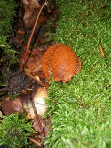 Rote Wegschnecke (Foto: Michael Schneider) 