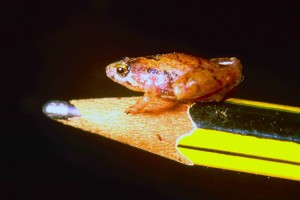 Miniatur-Frosch Microhyla nepenthicola
