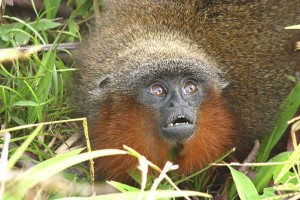 Neuer Springaffe in Kolumbien entdeckt