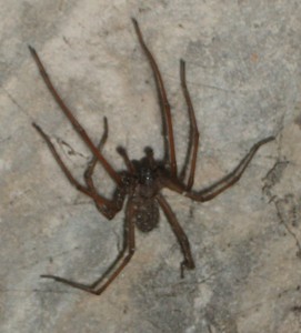 Tolle Hausspinne