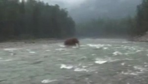 Ein lebendiges Wollhaarmammut gefilmt?